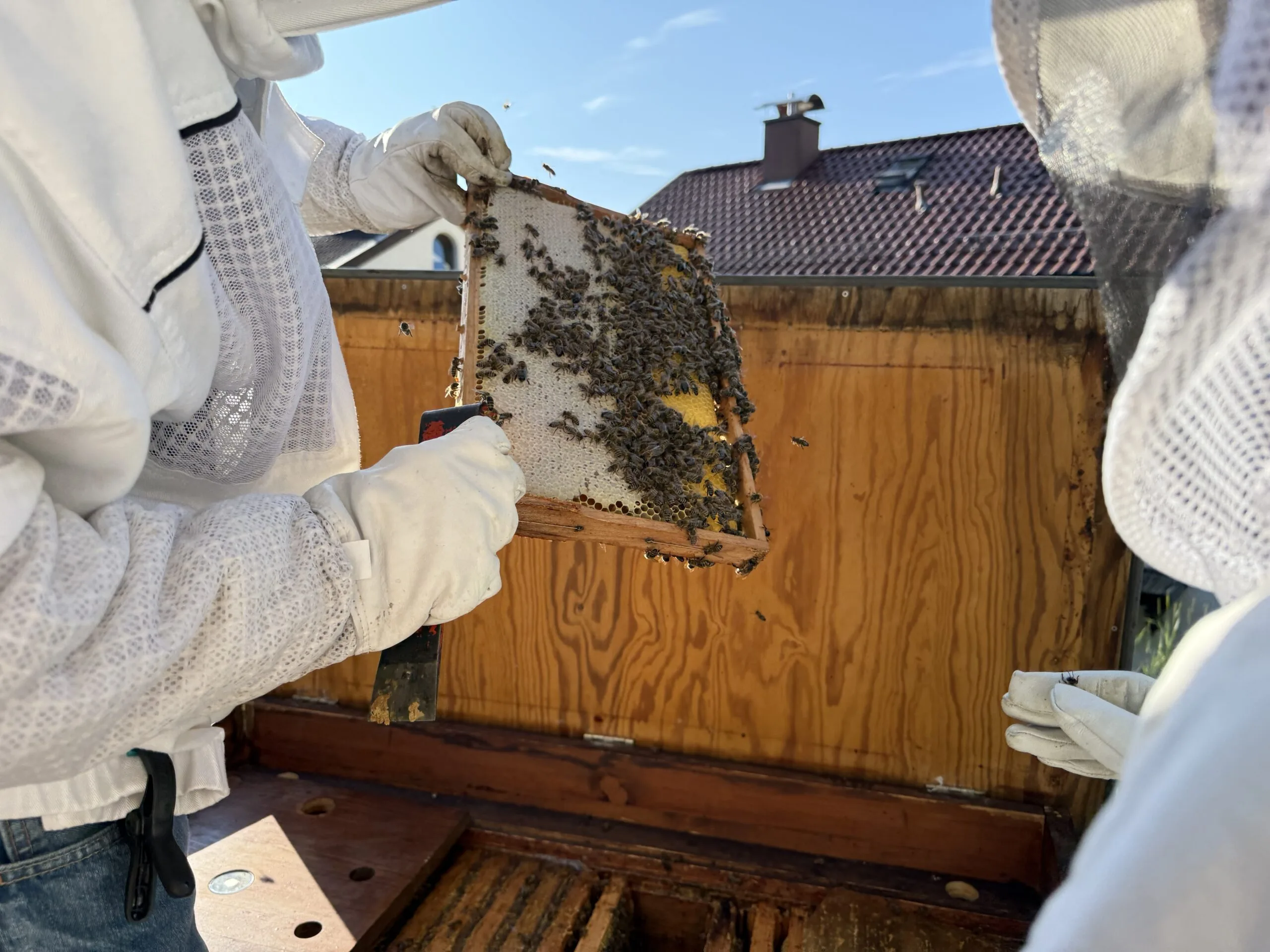 Bienen